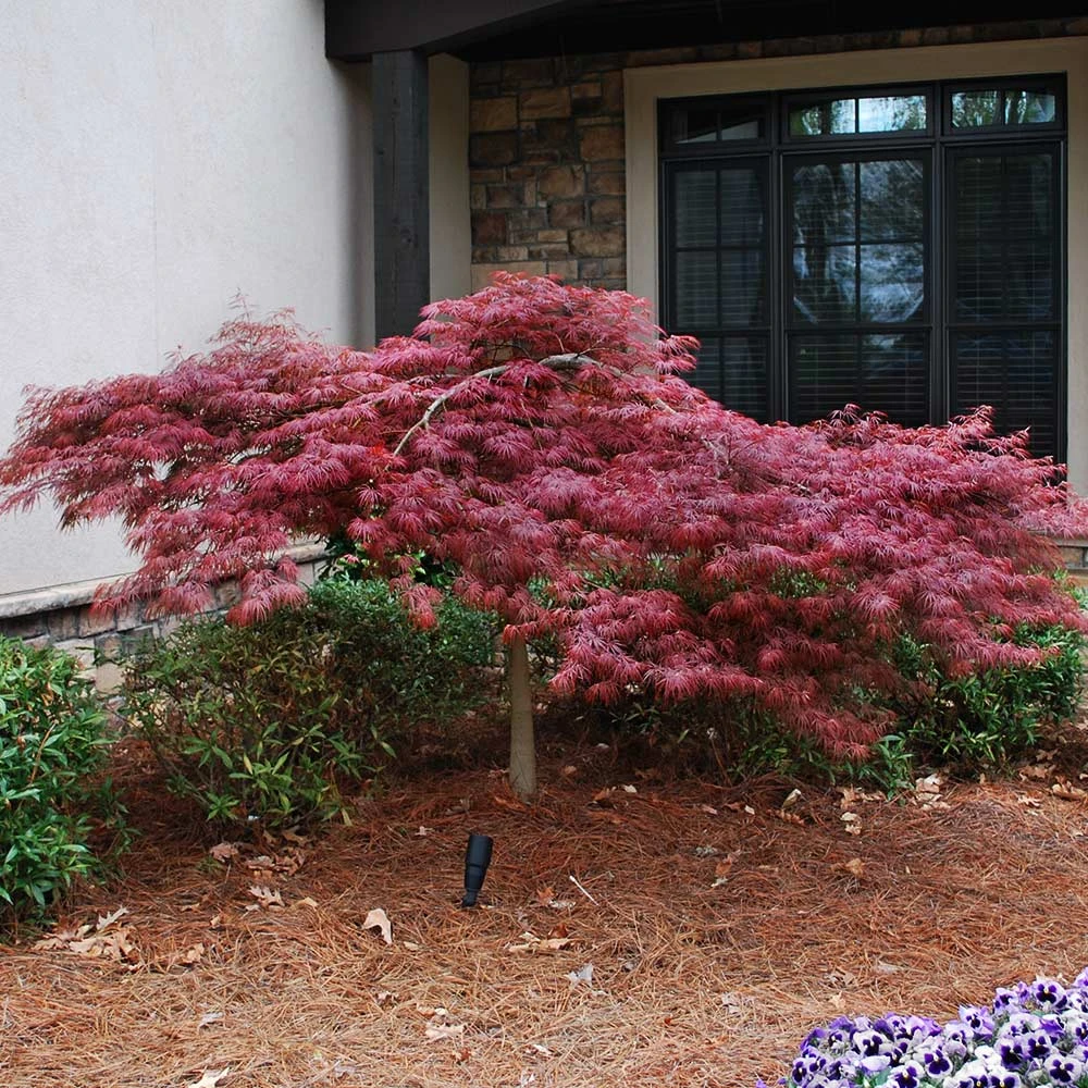 Red Dragon Japanese Maple Tree 5 Red Dragon Japanese Maple Tree - Image 5