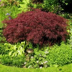 Red Dragon Japanese Maple Tree 7 Red Dragon Japanese Maple Tree -Green Yard Plant Store Japanese Maple Red Dragon 3 FGT