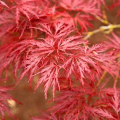 Red Dragon Japanese Maple Tree 8 Red Dragon Japanese Maple Tree -Green Yard Plant Store Japanese Maple Red Dragon 5