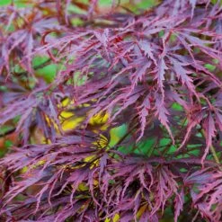 Tamukeyama Japanese Maple Tree -Green Yard Plant Store Japanese Maple Tamukayama 3