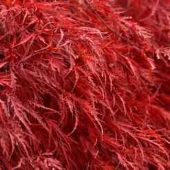 Tamukeyama Japanese Maple Tree -Green Yard Plant Store Japanese Maple Tamukayama 5