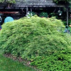 Weeping Japanese Maple 'Viridis' Tree -Green Yard Plant Store Japanese Maple Virdis 3 FGT