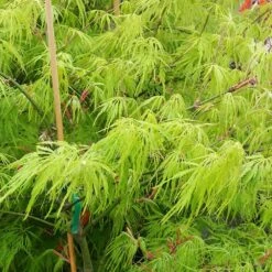 Weeping Japanese Maple 'Viridis' Tree -Green Yard Plant Store Japanese Maple Viridis 2