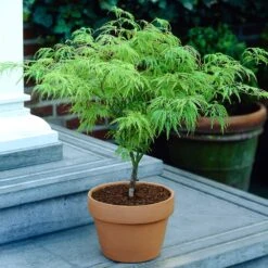 Weeping Japanese Maple 'Viridis' Tree -Green Yard Plant Store Japanese Maple Viridis 4
