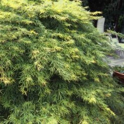 Waterfall Japanese Maple -Green Yard Plant Store Japanese Maple Waterfalls 1