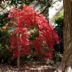 Red Select Japanese Maple Tree -Green Yard Plant Store Japanese Red Select 1