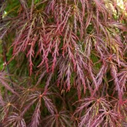 Red Select Japanese Maple Tree -Green Yard Plant Store Japanese Red Select 3