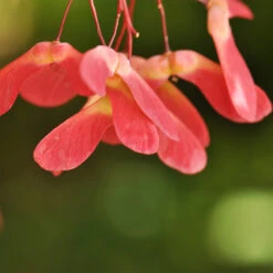 Red Select Japanese Maple Tree -Green Yard Plant Store Japanese Red Select 4