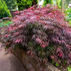Red Select Japanese Maple Tree -Green Yard Plant Store Japanese Red Select 5