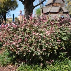 Jazz Hands® Variegated Loropetalum -Green Yard Plant Store Jazz Hands loropetalum 1 FGT