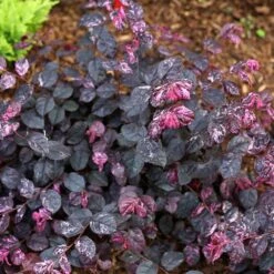 Jazz Hands® Variegated Loropetalum -Green Yard Plant Store Jazz Hands loropetalum 4 FGT