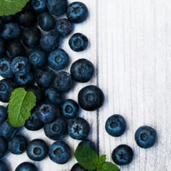 Jewel Blueberry Bush -Green Yard Plant Store Jewel Blueberry 2