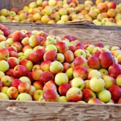 Jonagold Apple Tree -Green Yard Plant Store Jonagold Apple 6