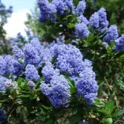 Creeping Mountain Lilac -Green Yard Plant Store Joyce Coulter California Lilac 2