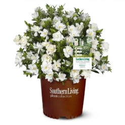 Jubilation™ Gardenia Shrub 7 Jubilation™ Gardenia Shrub -Green Yard Plant Store Jubilation Gardenia 1