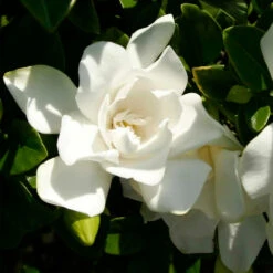 Jubilation™ Gardenia Shrub 8 Jubilation™ Gardenia Shrub -Green Yard Plant Store Jubilation Gardenia 3