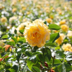 Julia Child Rose -Green Yard Plant Store Julia Child Rose 4