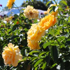 Julia Child Rose Tree -Green Yard Plant Store Julia Child Rose Tree 8