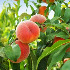 June Gold Peach Tree -Green Yard Plant Store June Gold peaches 1