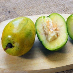 June Plum Tree -Green Yard Plant Store June Plum 5