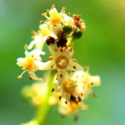 June Plum Tree -Green Yard Plant Store June Plum 6