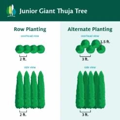 Junior Giant Thuja Tree -Green Yard Plant Store JuniorGiantThujaTree