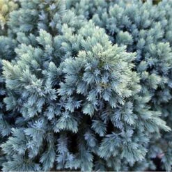 Blue Star Juniper Tree -Green Yard Plant Store Juniper BLue Star Standard 1 FGT