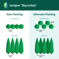 Skyrocket Junipers -Green Yard Plant Store Juniper Skyrocket