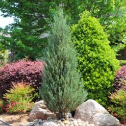 Skyrocket Junipers -Green Yard Plant Store Juniper Skyrocket 11 FGT