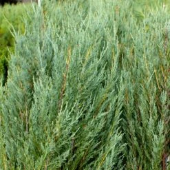 Skyrocket Junipers -Green Yard Plant Store Juniper Skyrocket 4 FGT