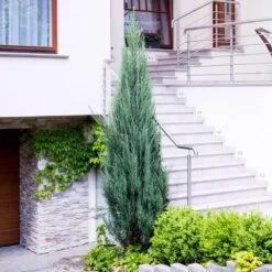 Skyrocket Junipers -Green Yard Plant Store Juniper Skyrocket 6 FGT