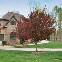 KV' Flowering Plum Tree -Green Yard Plant Store KV Flowering Plum 4