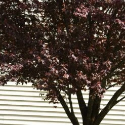 KV' Flowering Plum Tree -Green Yard Plant Store KV Flowering Plum 5