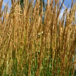 Karl Foerster Grass -Green Yard Plant Store Karl Foerster Grass 2