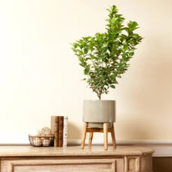 Meyer Lemon + Key Lime Bush Pack -Green Yard Plant Store Key Lime Bush 4 e63a67f8 53df 467e af90 ae9e06436ddf