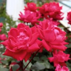 Knock Out® Rose Tree -Green Yard Plant Store Knockout Rose Tree Red 4 FGT