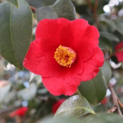 Korean Fire Camellia Shrub 7 Korean Fire Camellia Shrub -Green Yard Plant Store Korean Fire Camellia 3