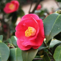 Korean Fire Camellia Shrub 6 Korean Fire Camellia Shrub -Green Yard Plant Store Korean Fire Camellia 5 FGT