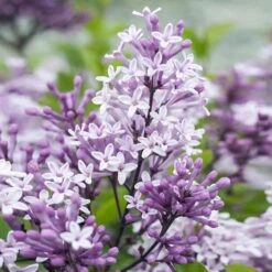 Dwarf Korean Lilac Tree 8 Dwarf Korean Lilac Tree -Green Yard Plant Store Korean Lilac Tree 2 BB