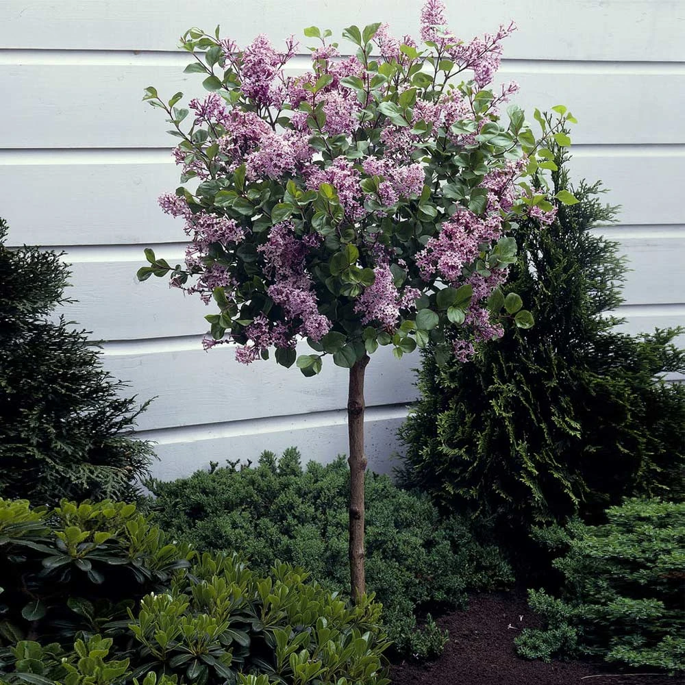 Dwarf Korean Lilac Tree 2 Dwarf Korean Lilac Tree - Image 2