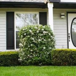 Korean Spice Viburnum Shrub 6 Korean Spice Viburnum Shrub -Green Yard Plant Store Korean Spice Viburnum 1