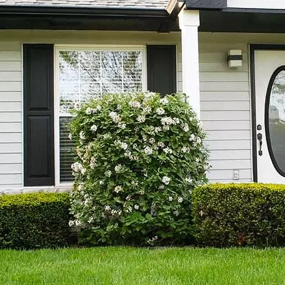 Korean Spice Viburnum Shrub 3 Korean Spice Viburnum Shrub - Image 3