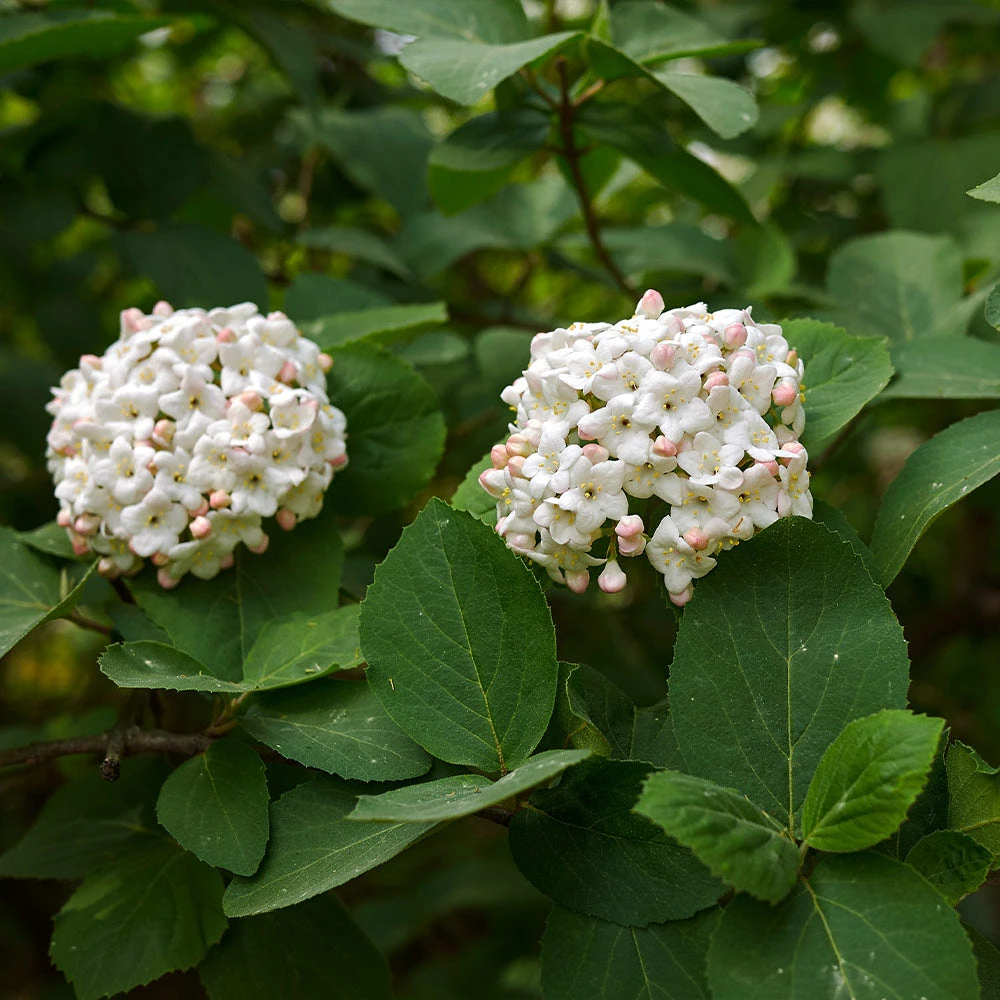Korean Spice Viburnum Shrub 4 Korean Spice Viburnum Shrub - Image 4