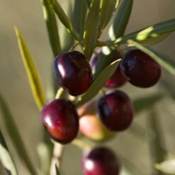 Koroneiki Greek Olive Tree -Green Yard Plant Store Koroneiki Olive 2 FGT