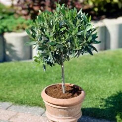 Koroneiki Greek Olive Tree - USDA Organic -Green Yard Plant Store Koroneiki Olive 3 31e3ee23 25de 4799 af8c 810231e5263d