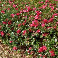 Kramers Camellia Shrub -Green Yard Plant Store Kramers Camellia FGT 1