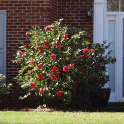 Kramers Camellia Shrub -Green Yard Plant Store Kramers Camellia FGT 5