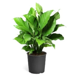 Peace Lily Plant -Green Yard Plant Store LIL PEA.10 standard pot