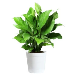 Peace Lily Plant -Green Yard Plant Store LIL PEA.10 white Delilah