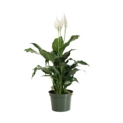 Peace Lily Plant -Green Yard Plant Store LIL PEA.6